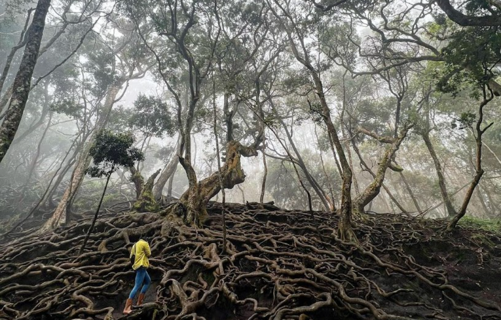 Guna Cave in Kodaikanal Pictures